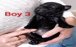 Staffordshire Bull Terrier dogs for sale: KC Registered Champions Bloodline Show Quality  - Image 8