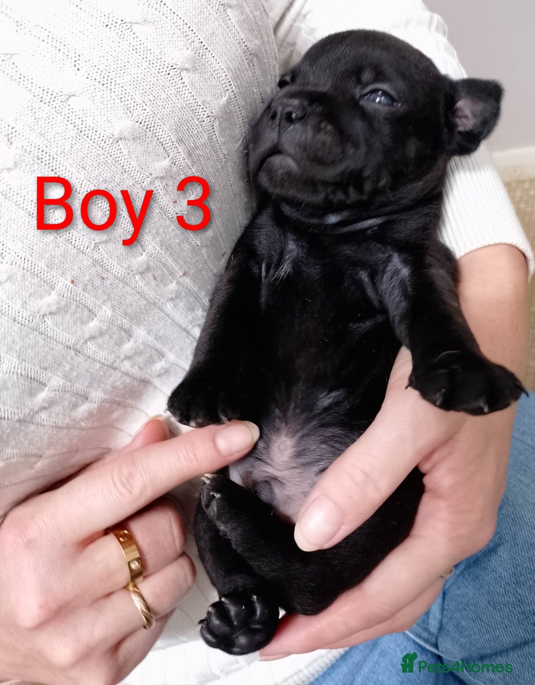 Staffordshire Bull Terrier dogs for sale: KC Registered Champions Bloodline Show Quality  - Image 8