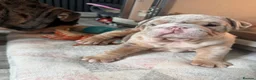 English Bulldog dogs for sale:  Beautiful English Bulldog Puppies in Llanelli - Advert 7
