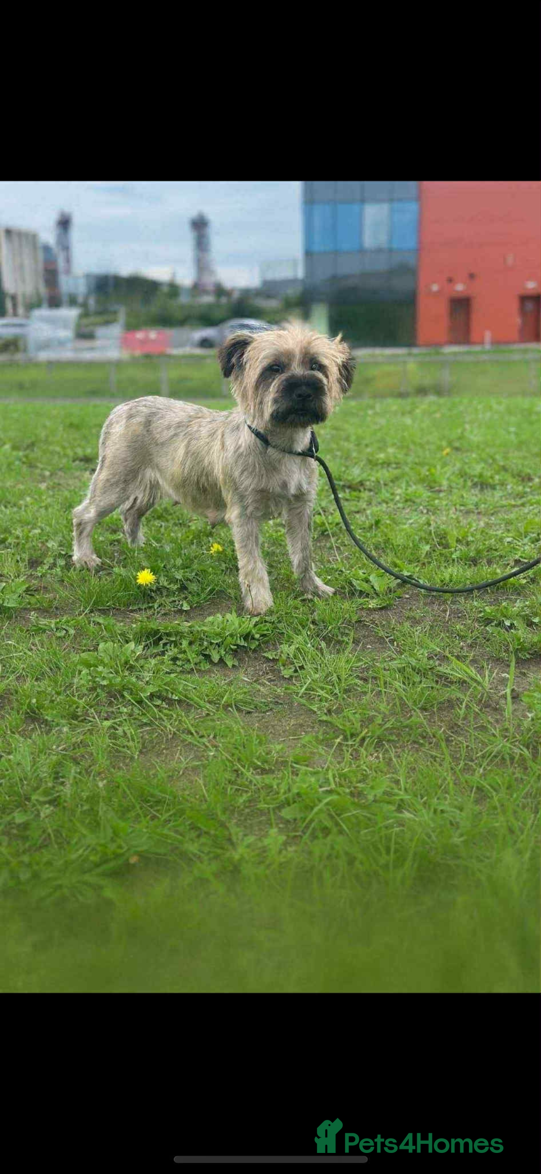 Cairn Terrier dogs for sale: Cairn terrier puppies  - Image 15