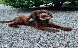 Cocker Spaniel dogs for sale: Cocker Spaniel - Show - Image 1