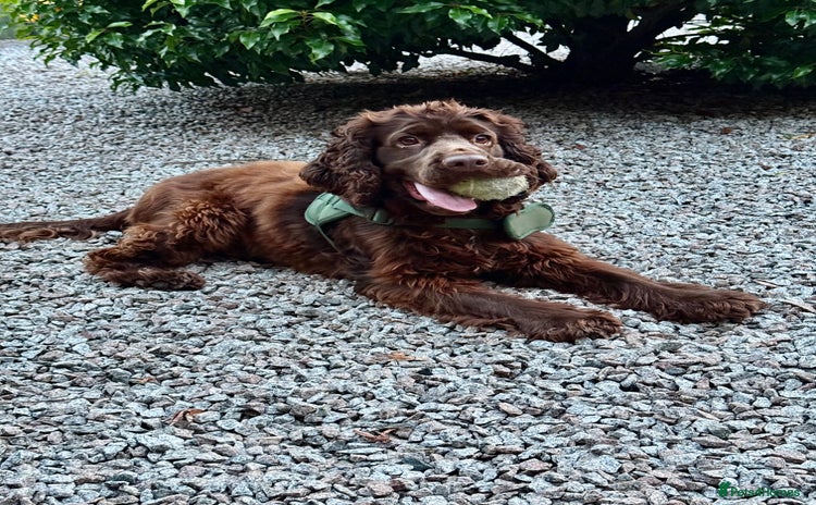 Cocker Spaniel dogs - Advert 2