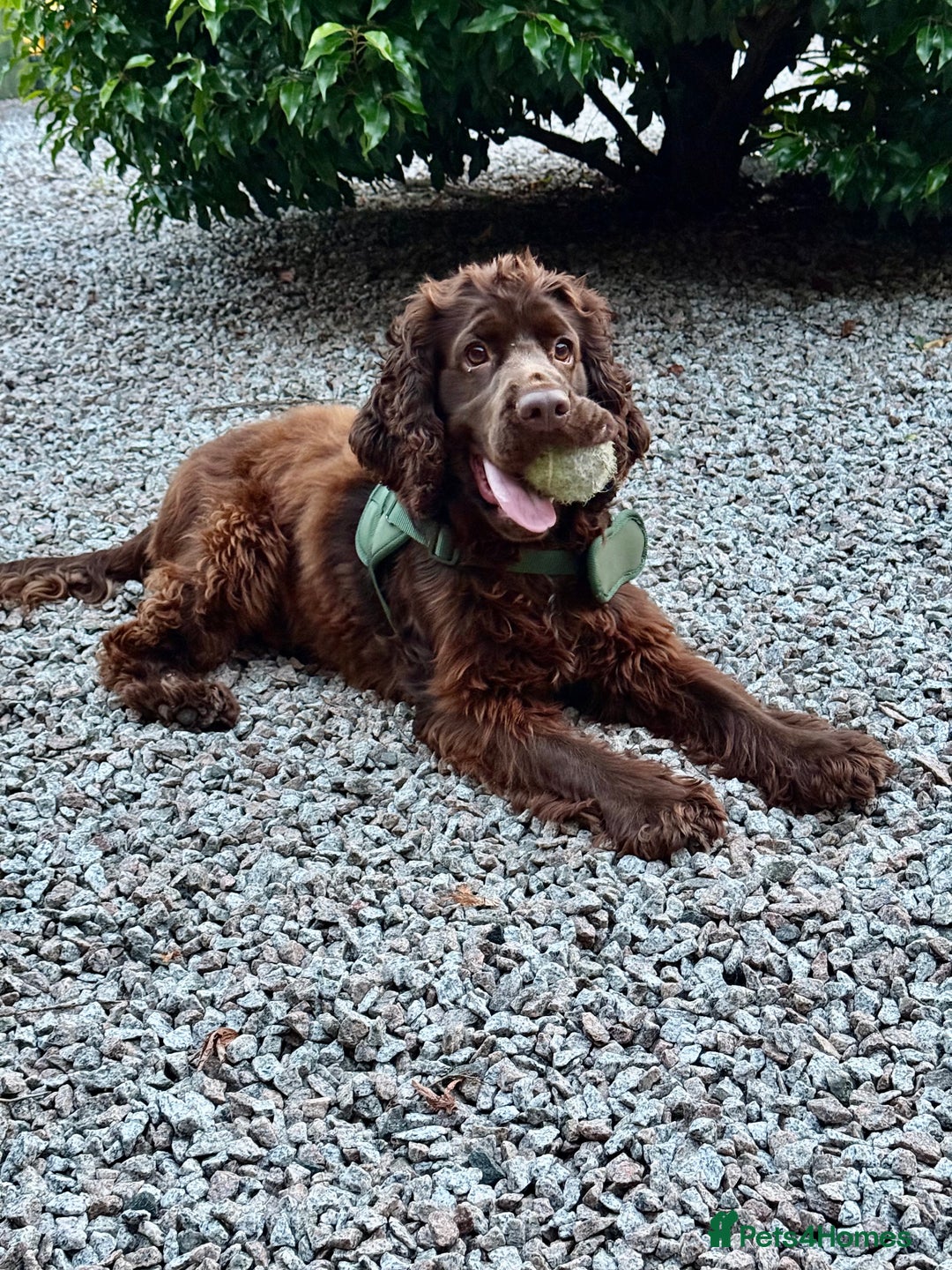 Cocker Spaniel dogs for sale: Cocker Spaniel - Show - Image 1