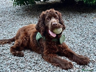 Cocker Spaniel dogs - Advert 27