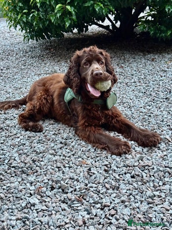 Cocker Spaniel dogs - Advert 2