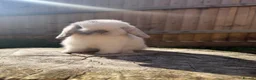Mini Lop rabbits for sale: Mini lop Siblings  - Advert 6