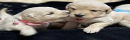 Golden Retriever dogs for sale: Golden Retriever Puppies For Sale  - Advert 15