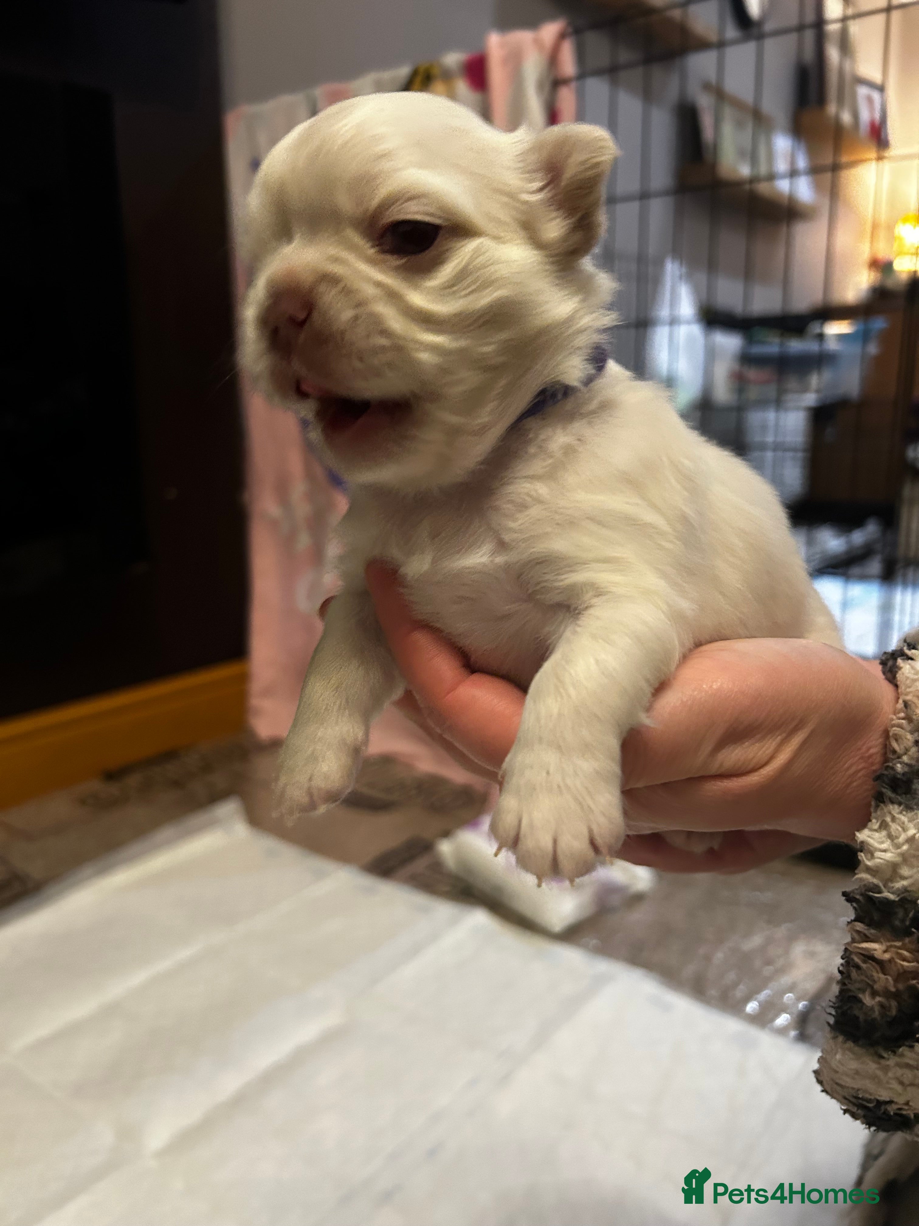 French Bulldog dogs Fluffy French bulldog puppies - Advert 2