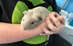 Guinea Pig rodents for sale: Two male Guinea pigs  - Image 2
