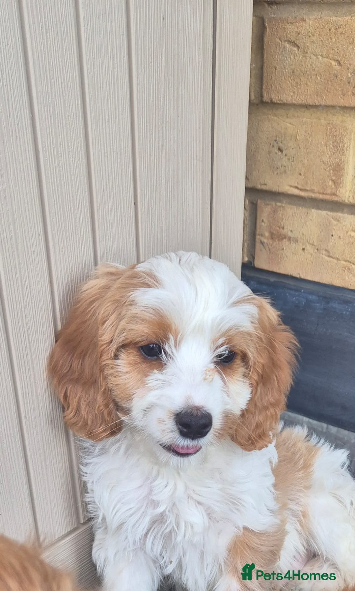 Mixed Breed dogs Cavapoo puppies - Advert 2