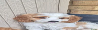 Mixed Breed 2