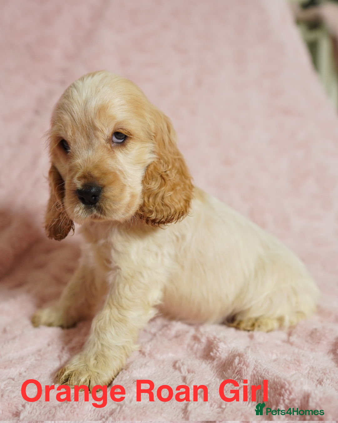 Cocker Spaniel dogs Quality, KC reg, show type cocker spaniel puppies - Advert 5