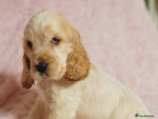 Cocker Spaniel dogs Quality, KC reg, show type cocker spaniel puppies - Advert 5