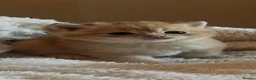 British Shorthair cats for sale: Golden colourpoint last one. - Advert 4