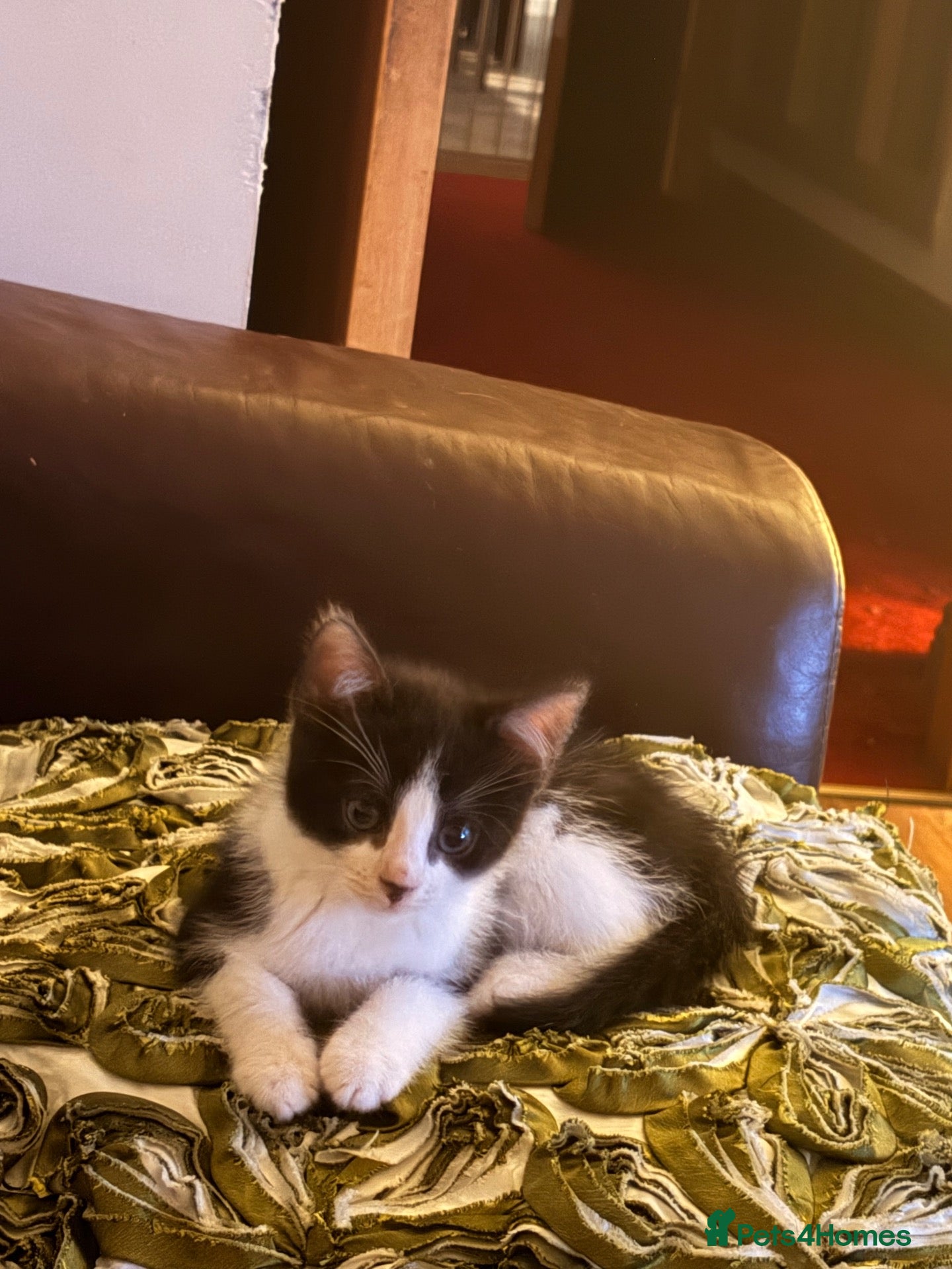 Mixed Breed cats Gorgeous marked kittens - Advert 6