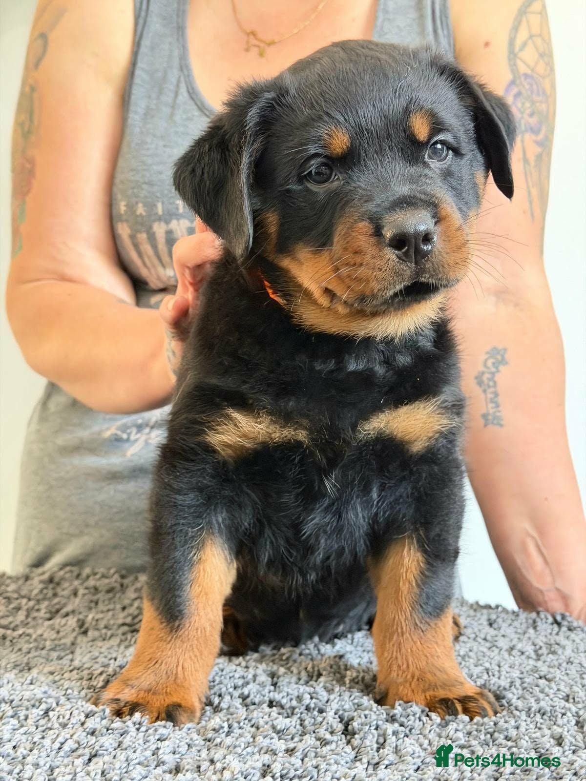 Rottweiler dogs Stunning kc rottweiler pups - Advert 2