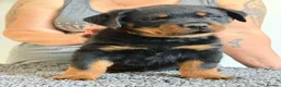 Rottweiler dogs for sale: Stunning kc rottweiler pups - Advert 2