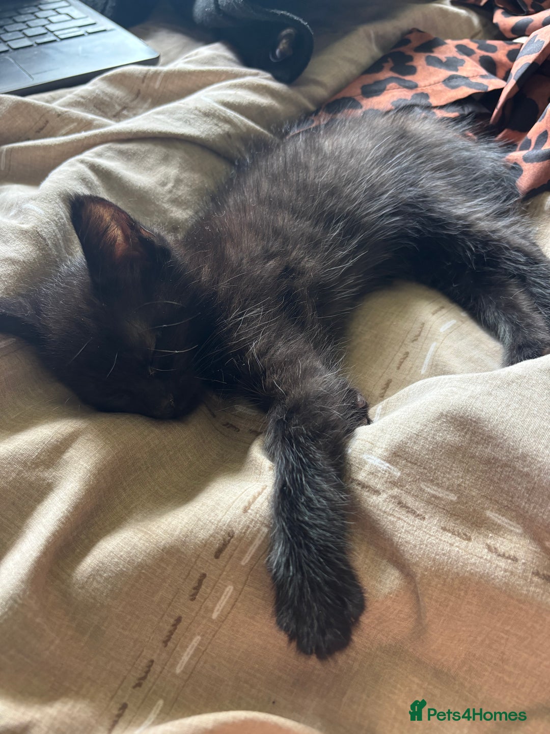 Bombay cats for sale: 10 week old - Image 8
