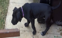 Cane Corso dogs for sale: Big Pure Cane Corso Puppies Ready Now!  - Image 17
