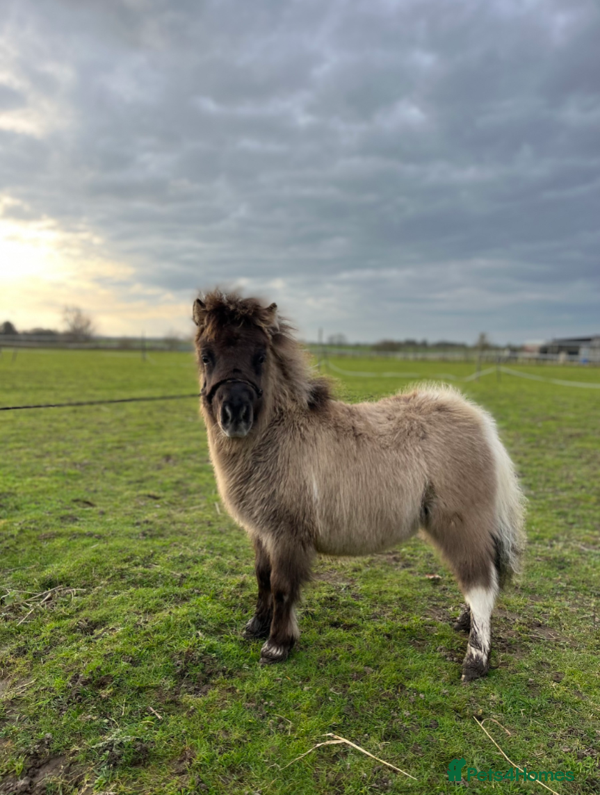Shetland pony horses Stunning Minature Shetlands registered colts  - Advert 2