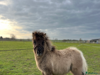 Shetland pony horses Stunning Minature Shetlands registered colts - Advert 1