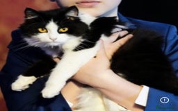 British Shorthair cats for sale: Female grey, British shorthair kitten - Advert 2