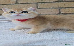 British Shorthair cats for sale: Gorgeous golden fluffs ready now in Peterborough - Image 1