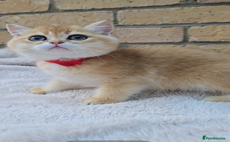 British Shorthair cats in Peterborough - Advert 4