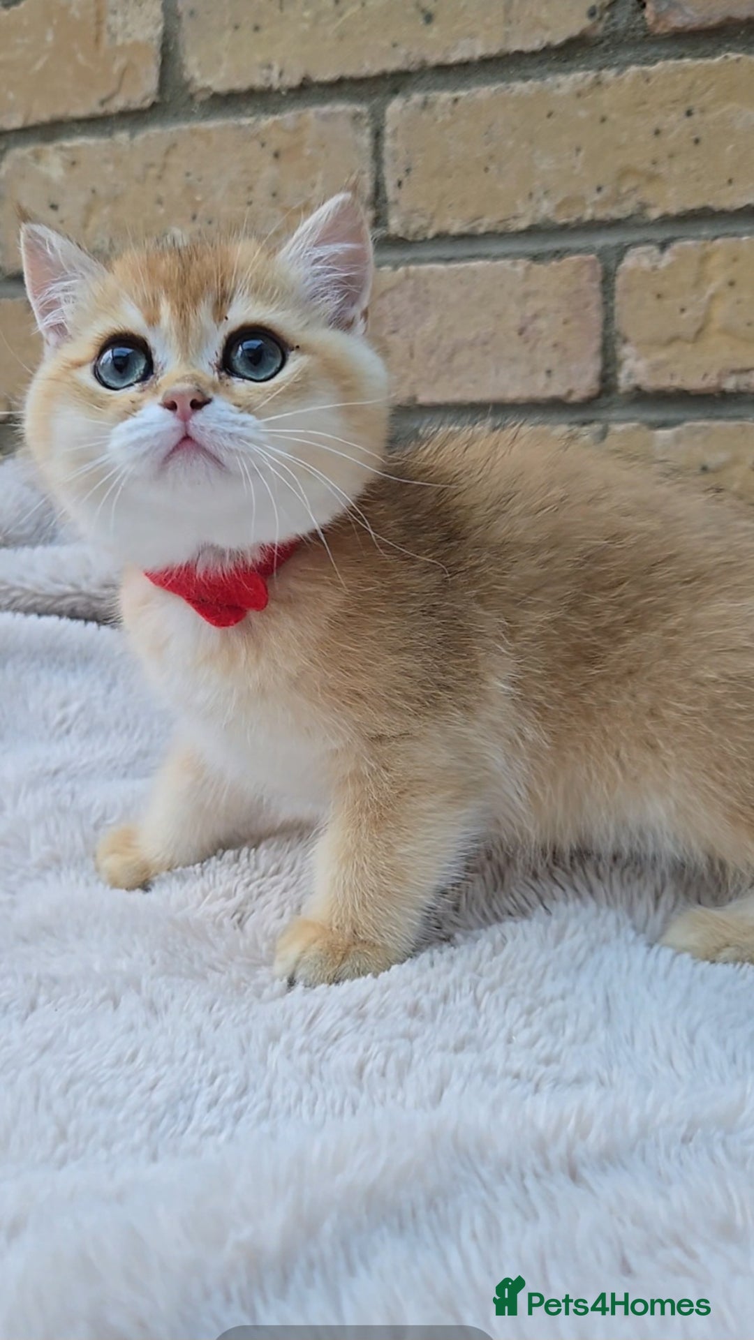 British Shorthair cats for sale: Gorgeous golden fluffs ready now in Peterborough - Image 1