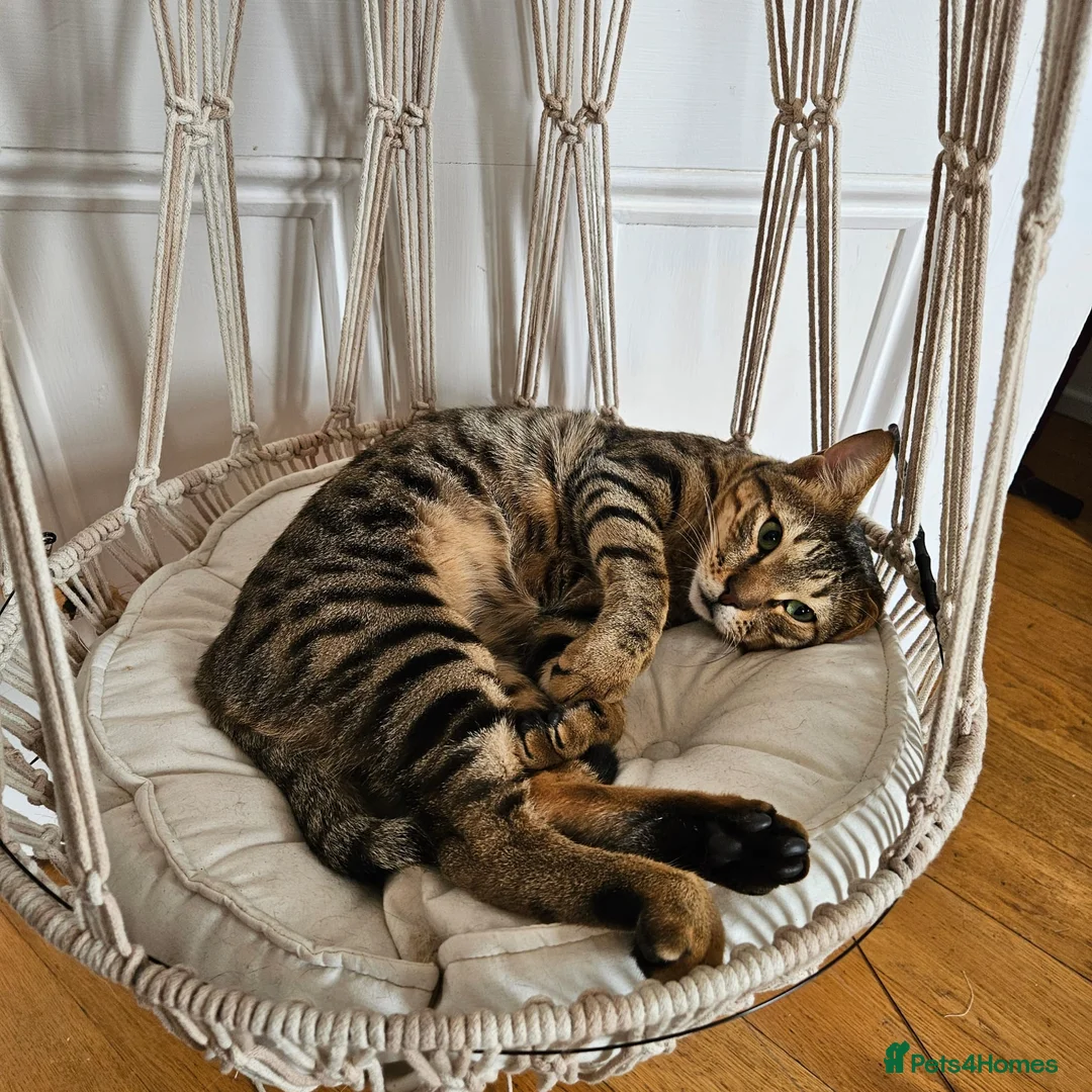 Mixed Breed cats for adoption: Ziggy! An absolute bundle of joy and quirckness - Advert 13