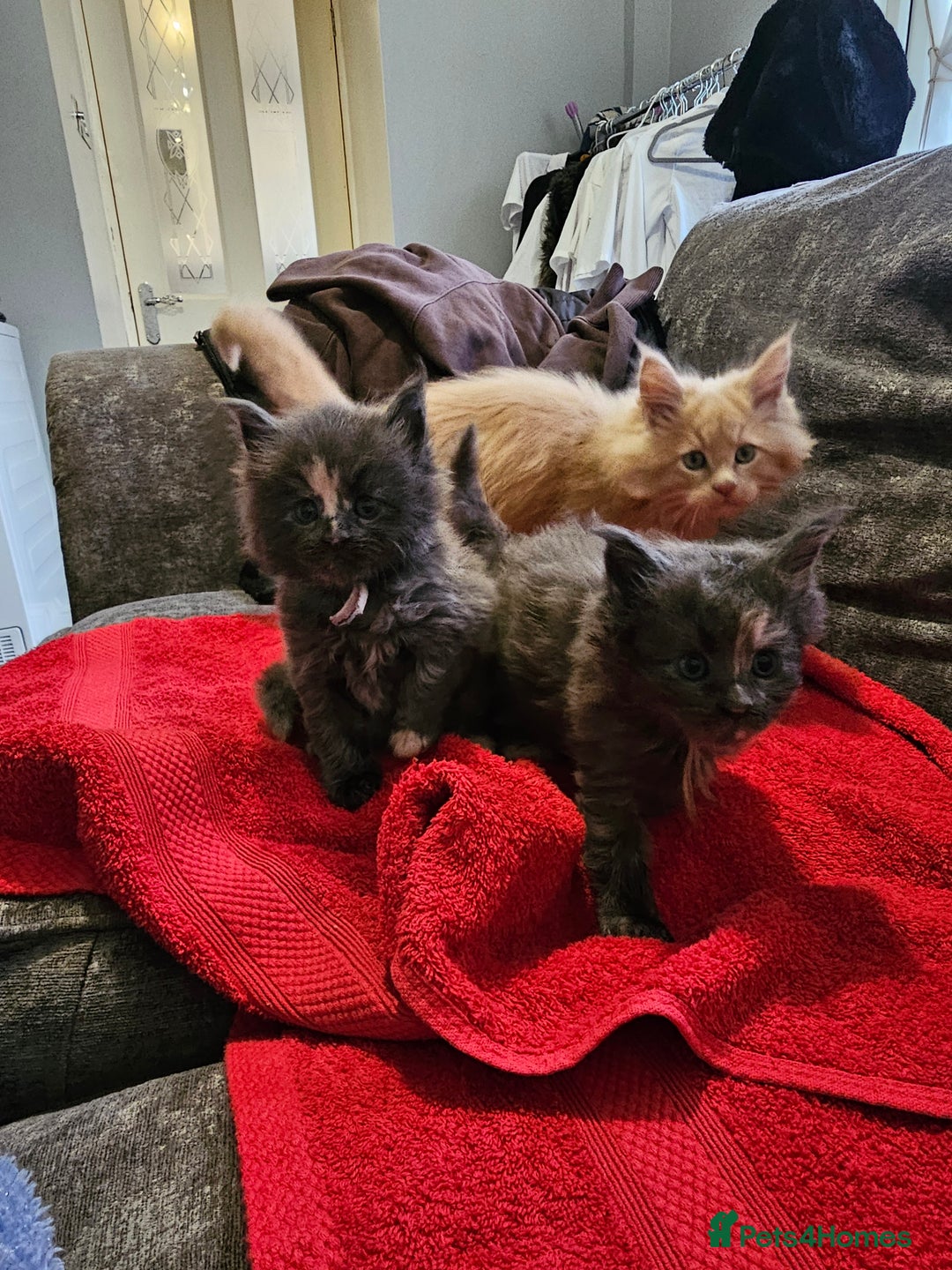 Maine Coon cats for sale: Maine Coon Kittens for Sale –2 Gi - Advert 9