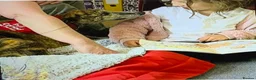 Whippet dogs for sale: Show Quality KC Registered Litter in Clarbeston Road - Advert 8