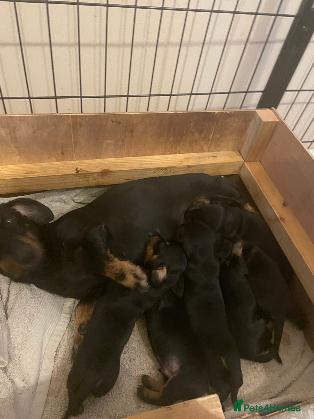 Miniature Dachshund dogs for sale: Roxy has had 6 Miniture dachshunds  - Image 8