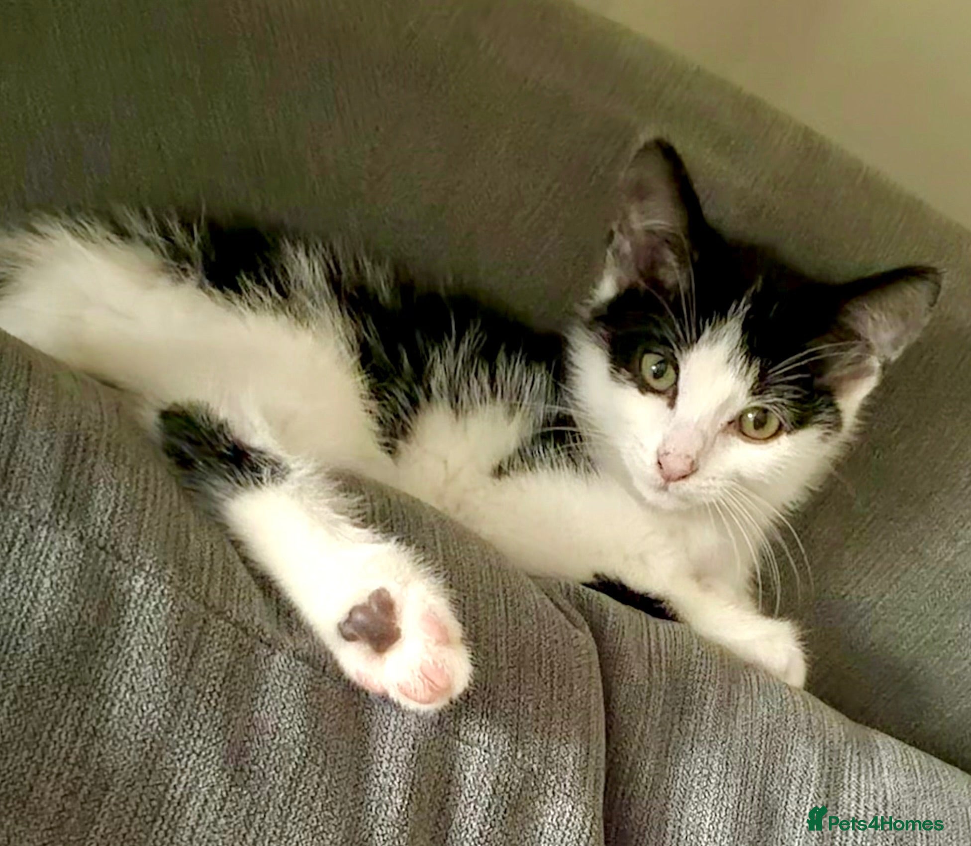 Mixed Breed cats 15 week kitten for sale.  - Advert 2