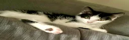 Mixed Breed cats for sale: 15 week kitten for sale.  - Advert 1