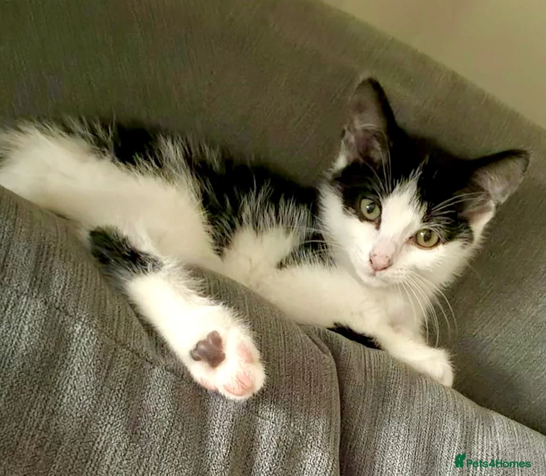 Mixed Breed cats for sale: 15 week kitten for sale.  - Advert 1