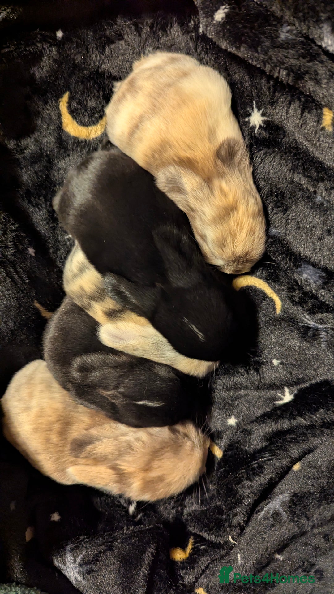 Mini Lop rabbits for sale: Mini lop babies waiting list  - Advert 12