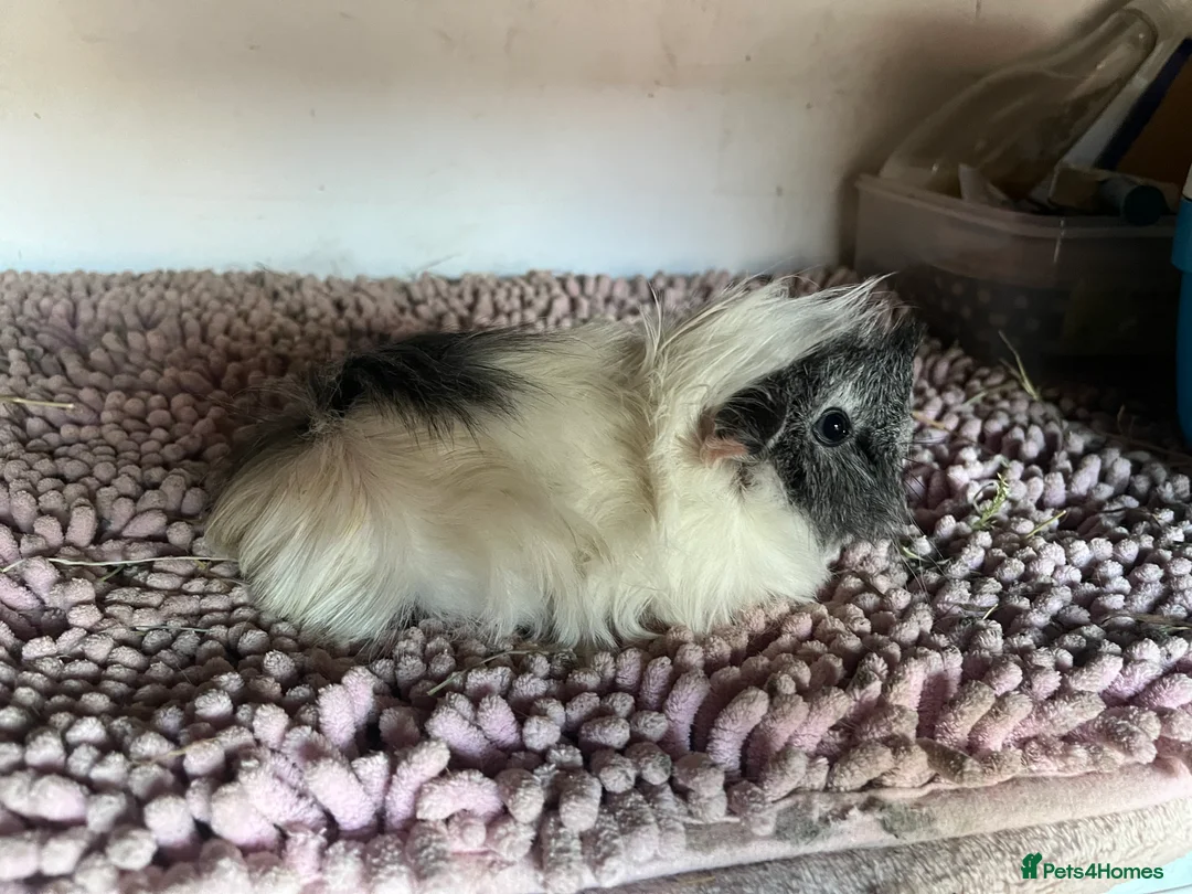 Guinea Pig rodents for sale: PUREBRED PERUVIAN & ALPACA DUOS - Advert 3
