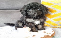 Cockapoo dogs for sale: Fully Vaccinated, Adorable small Cockapoo puppies - Image 25