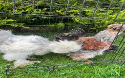 Chickens poultry for sale: Looking to Rehome 3 silkies Boys , 3 months old  - Advert 2
