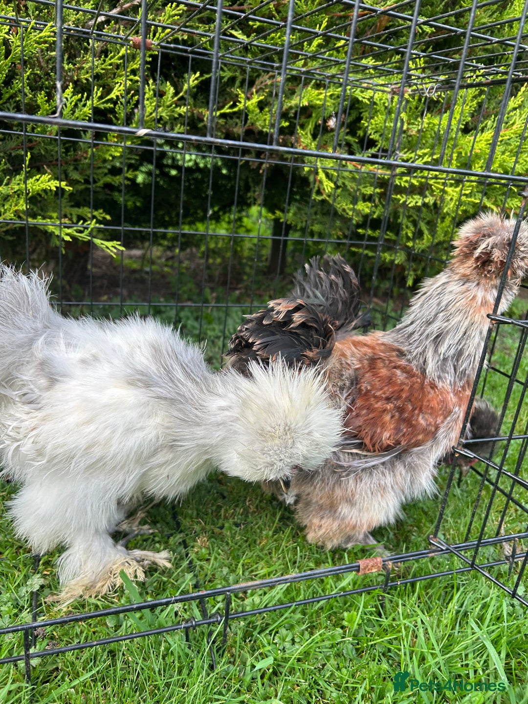 Chickens poultry for sale: Looking to Rehome 3 silkies Boys , 3 months old  - Advert 2