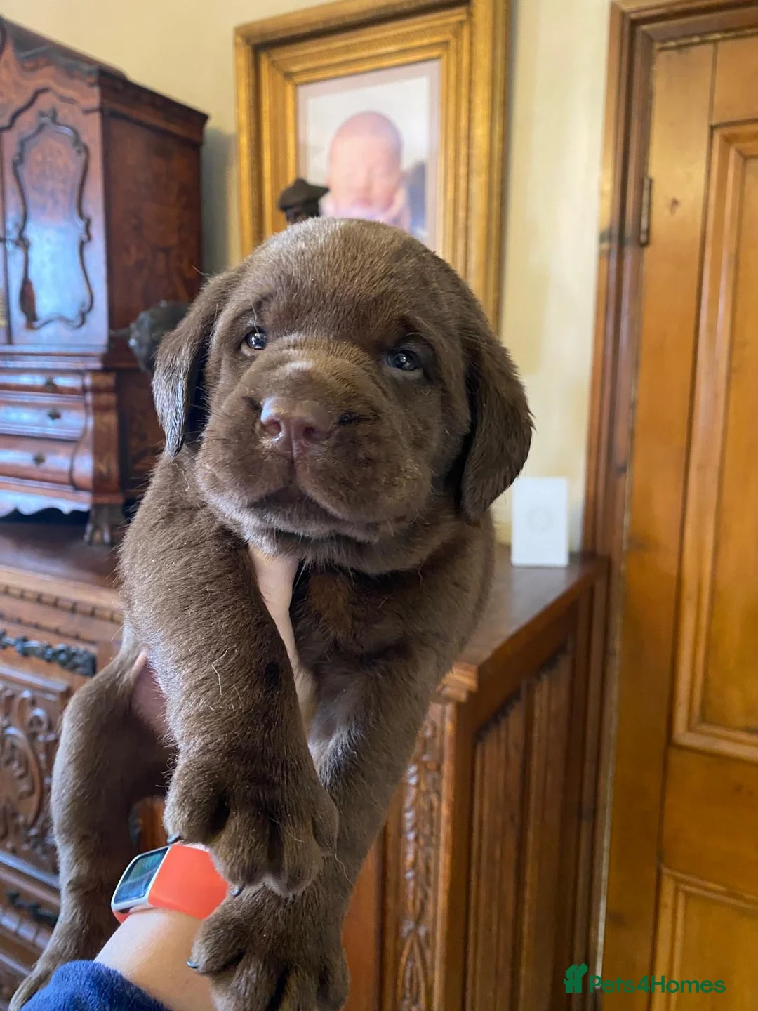 Labrador Retriever dogs for sale: Quality Chocolate Labrador Pups, KC Reg. Ready 7/3 - Advert 2