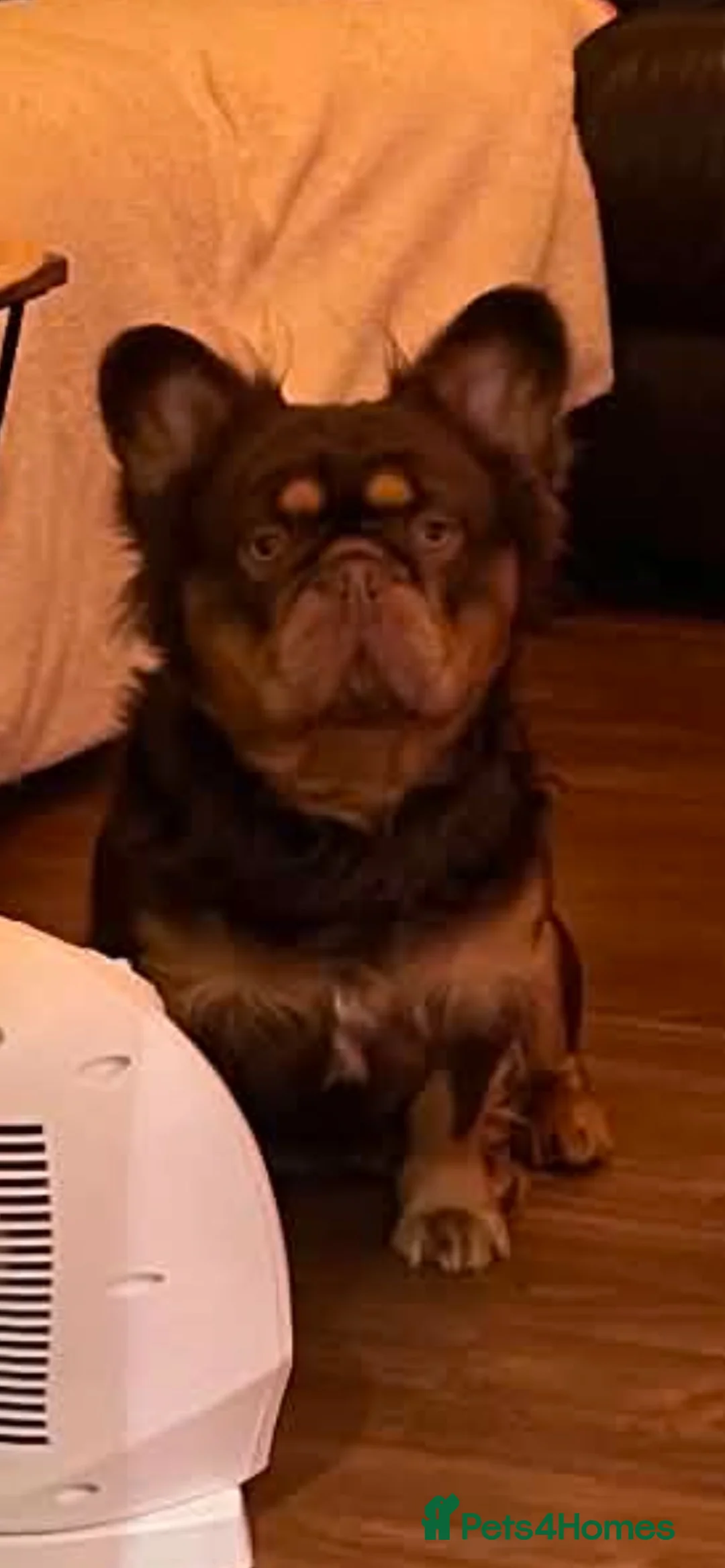 French Bulldog dogs for sale: Male Fluffy French Bulldog - Advert 2