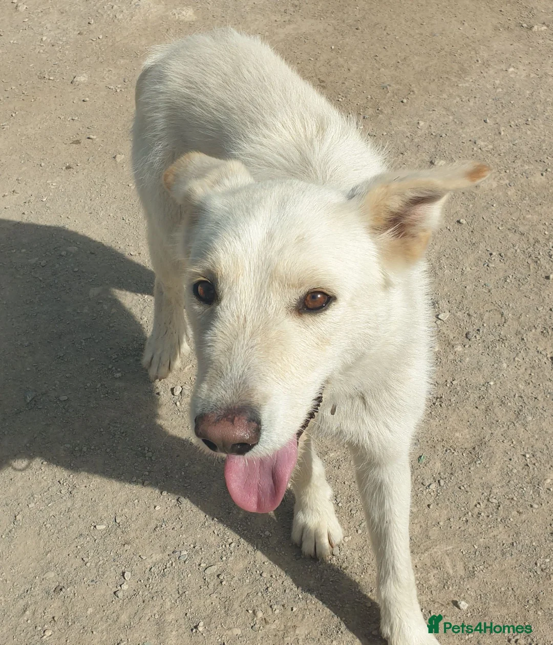 Mixed Breed dogs for adoption: Lucia - a puppy gentle but timid  in Weymouth - Advert 3