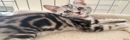 British Shorthair cats for sale: Outstanding GCCF Champion BSH Silver Tabby Kittens - Advert 9