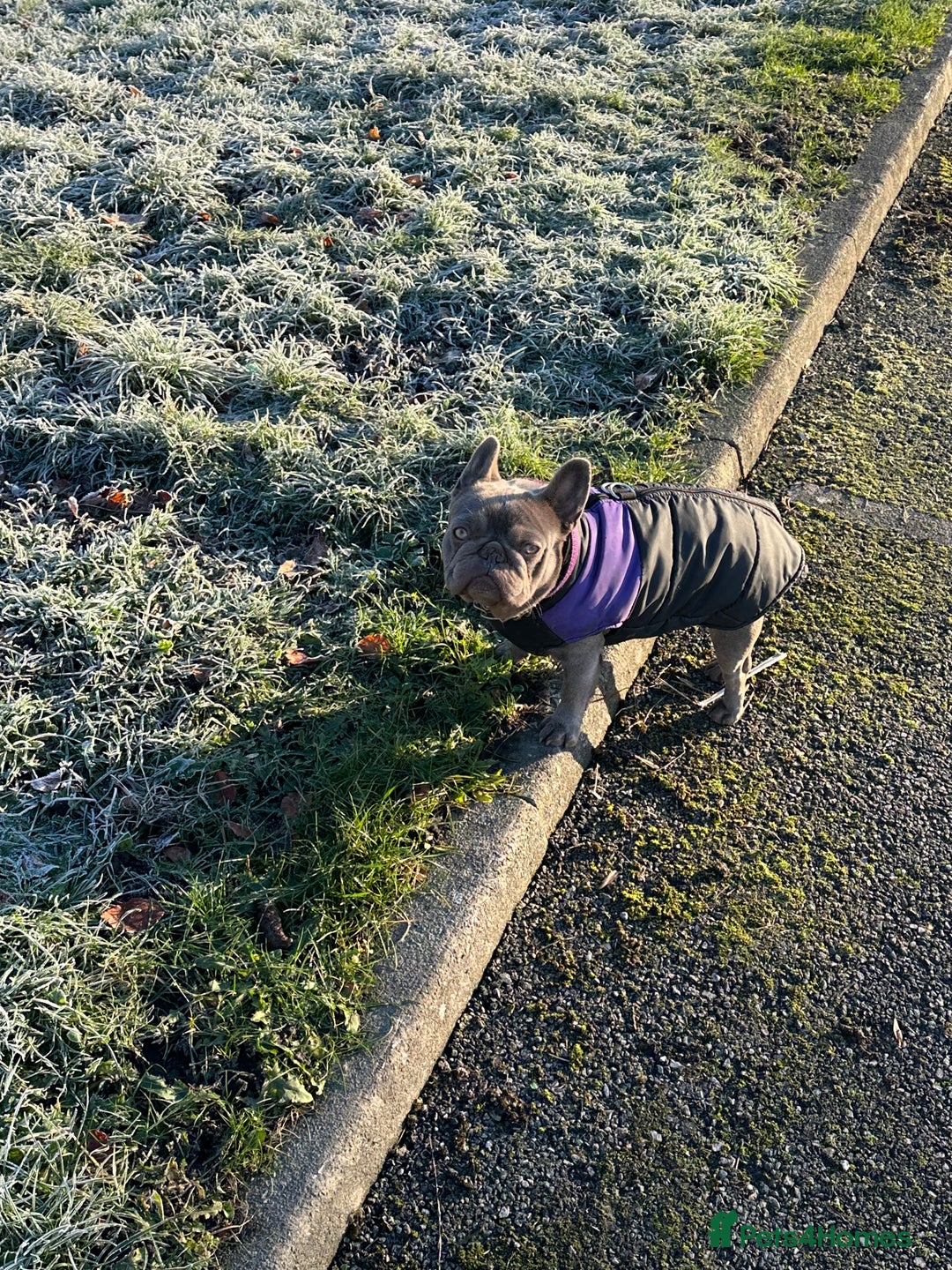 French Bulldog dogs for sale: Beautiful frenchies  - Advert 5