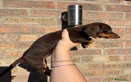 Miniature Dachshund dogs for sale: Miniature Dachshunds - Image 5