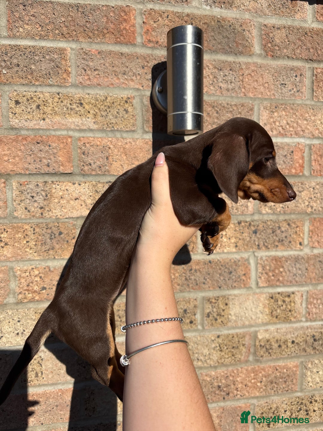 Miniature Dachshund dogs for sale: Miniature Dachshunds - Image 5