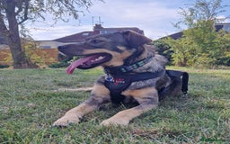 Mixed Breed dogs for adoption: Lovely Lorena  - Image 2