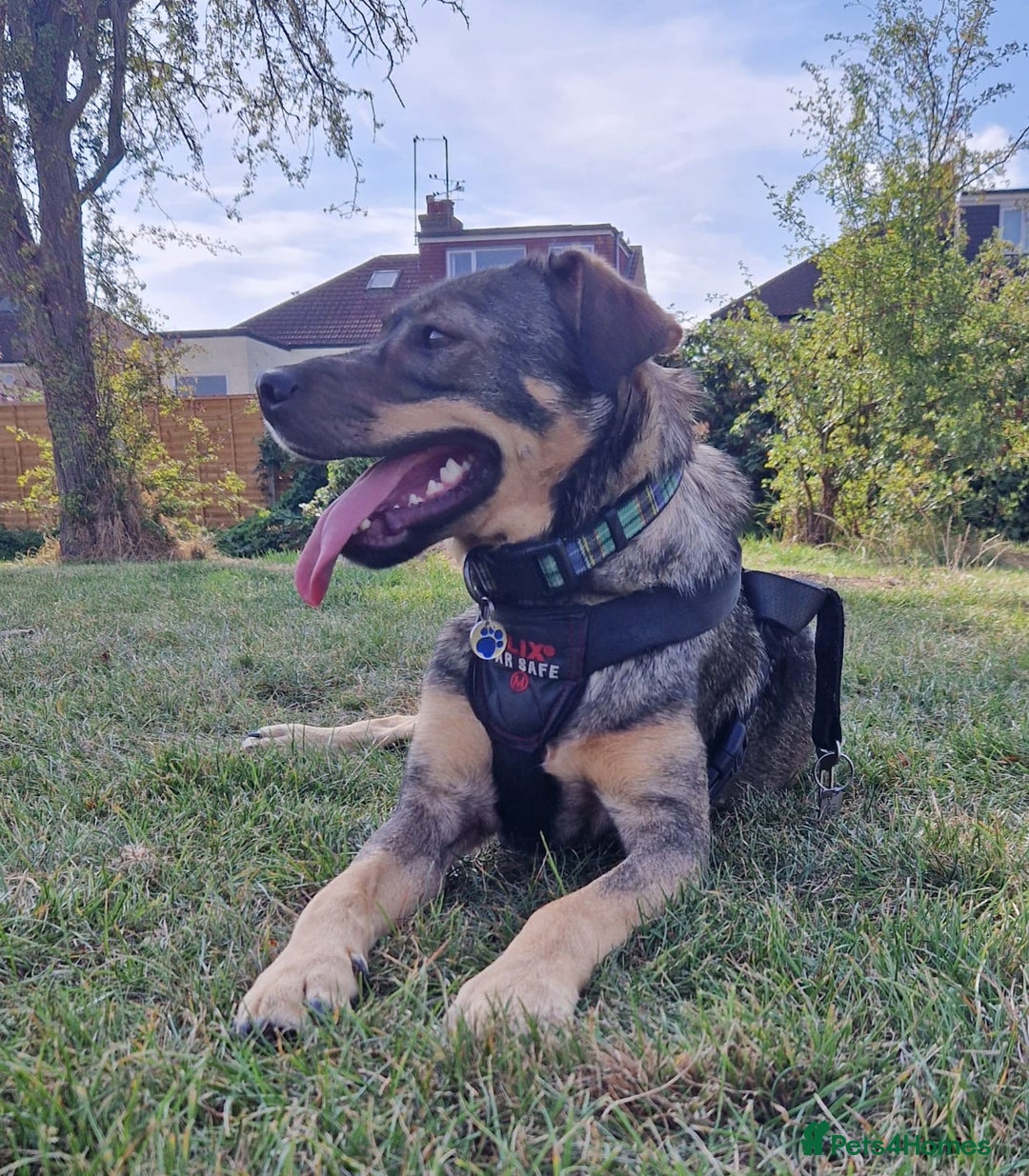 Mixed Breed dogs for adoption: Lovely Lorena  - Image 2